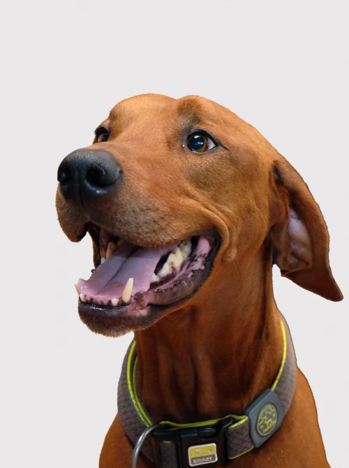 Murphy
